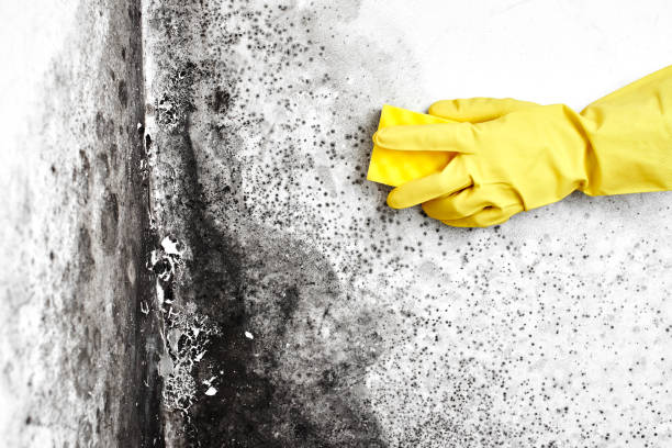 Mold Removal and Inspection in Oak Hill, FL