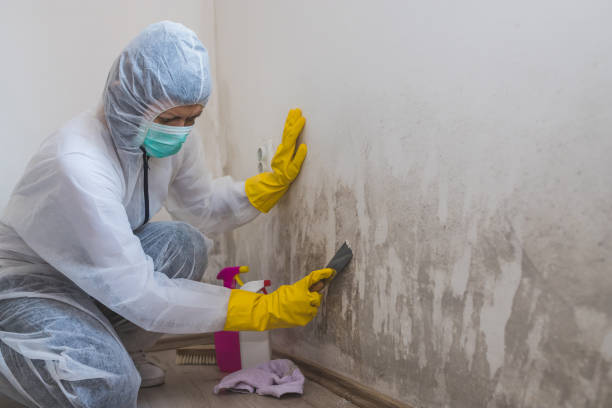 Best Mold Damage Repair  in Oak Hill, FL