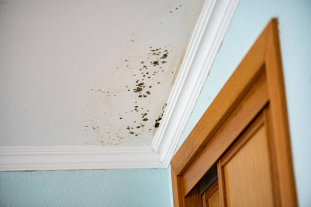 Best Certified Mold Removal  in Oak Hill, FL