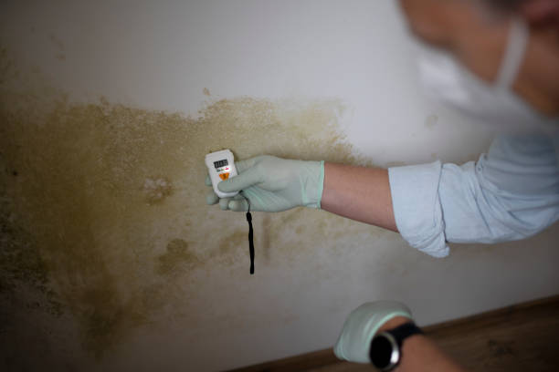 Best Professional Mold Removal  in Oak Hill, FL