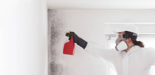 Best Same-Day Mold Removal  in Oak Hill, FL