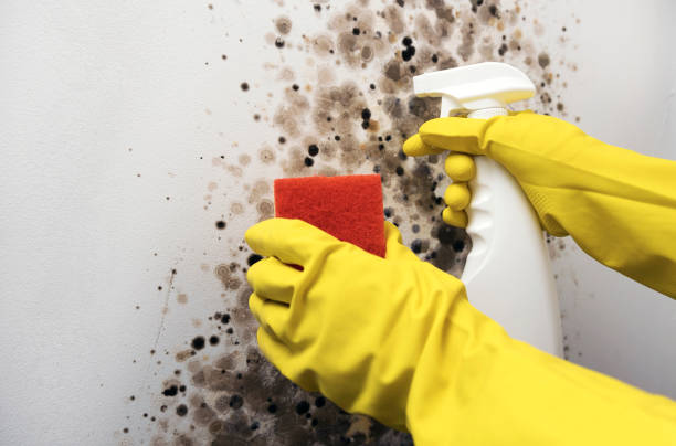 Best Crawl Space Mold Removal  in Oak Hill, FL