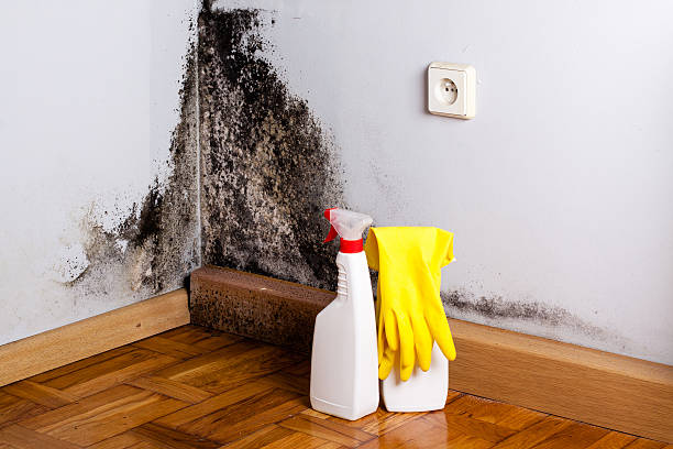 Best Toxic Mold Removal  in Oak Hill, FL