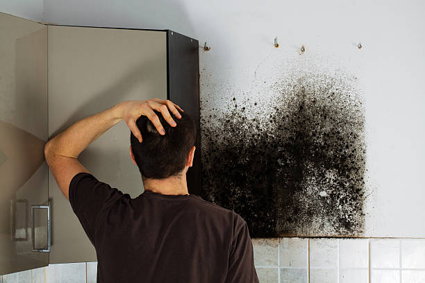 Certified Mold Removal in Oak Hill, FL