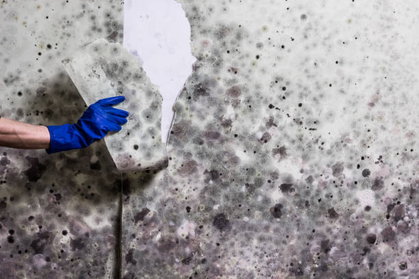 Best Fast Mold Removal  in Oak Hill, FL