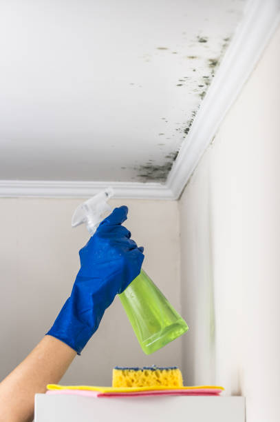 Best Mold Remediation  in Oak Hill, FL