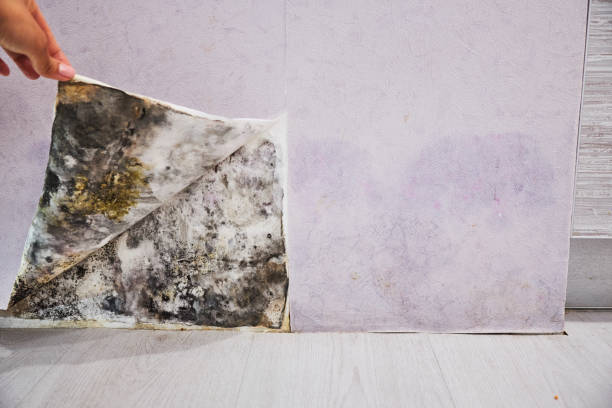 Best Same-Day Mold Removal  in Oak Hill, FL